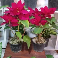 روز مادر گل ببر|گل و گیاه طبیعی|قم, زاد|دیوار