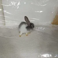 خرگوش زیبا وسالم و بازیگوش