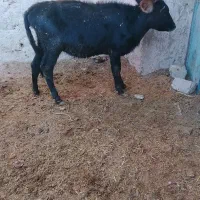 گوساله|حیوانات مزرعه|زابل, |دیوار