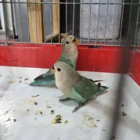 طوطی برزیلی تازه دونه خور|پرنده|دزفول, |دیوار