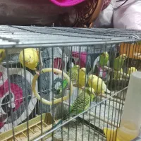 مرغ عشق زیبا و آرام ۱۵ عدد