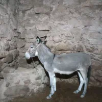 خر نر جوان|حیوانات مزرعه|بجنورد, |دیوار