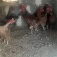تعدادی مرغ وخروس بفروش میرسد