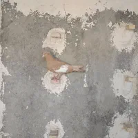 کبوتر سرک زرد|پرنده|شیراز, شهرک گلها|دیوار