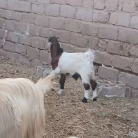 بز افغانی ملاثانی