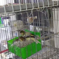 قناری تک و جفت|پرنده|شاهدشهر, |دیوار