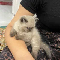 گربه هیمالین اسکاتیش و بریتیش