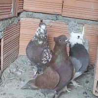 کبوتر تکپر  کاکل|پرنده|خان ببین, |دیوار