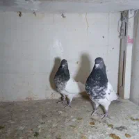 19 عدد کبوتر یا همون کفتر