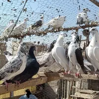 کفتر تهرانی پرشی(پنجاه عدد یکجا)|پرنده|قرچک, مهدیه|دیوار