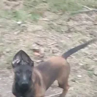 سگ مالینویز نر|سگ|کلاچای, |دیوار