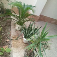 گل های طبیعی زیبا