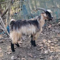 بز نر ۱ ساله حدود ۳۵ کیلویی گوسفند|حیوانات مزرعه|رشت, بازار|دیوار