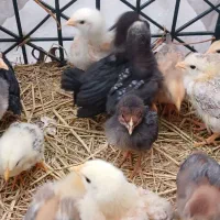 جوجه یک ماهه محلی|حیوانات مزرعه|شفت, |دیوار