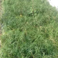 یاس هلندی و چمن|خدمات باغبانی و درختکاری|نشتارود, |دیوار