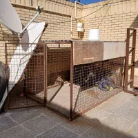 قفس پرنده یاسگ|لوازم جانبی حیوانات|رفسنجان, |دیوار