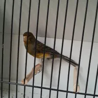 قناری رسمی بلند نر ماده|پرنده|تهران, جنتآباد جنوبی|دیوار