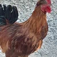 حیوانات مزرعه