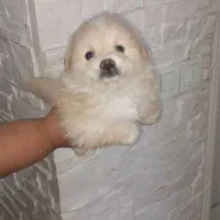 واگذاری پامر