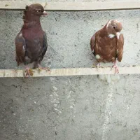 پرنده ساده اصلی کل|پرنده|نیشابور, شهید بهشتی|دیوار