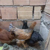 سه عدد مرغ برهما ومحلی