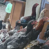 مرغ و خروس لاری