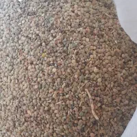 دانه کبوتر وپرندگان