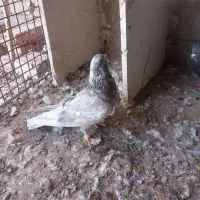 کبوتر سرور|پرنده|ایرانشهر, |دیوار