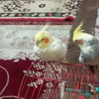 دو عدد عروس جوان سرحال دستی دستی|پرنده|شهرضا, |دیوار