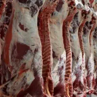 گوشت بره و میش تازه کشتار روز به قیمت عمده|خوردنی و آشامیدنی|تربت جام, بیست متری منبع آب|دیوار