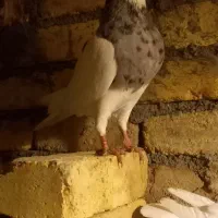 طوقی غریب گیر امشب|پرنده|کنگاور, |دیوار