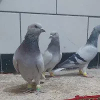 سه عدد سبز دمسفید نر شمعک تخت