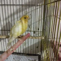 فروش ۳ تا قناری|پرنده|شاهرود, |دیوار