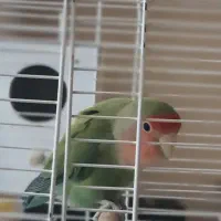 کوتوله ماده بالغ زیبا|پرنده|قم, الوندیه و گذر صادق|دیوار