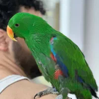 اکلکتوس راهب کاسکو