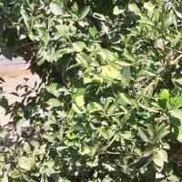 باغ فروشی|فروش زمین و ملک کلنگی|جنت, |دیوار