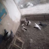 کبوتر پرشی زِرِی سفید و...