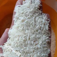 برنج طارم هاشمی از کشاورز