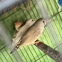 فنچ زبرا نروماده سالم وسلامت|پرنده|ری, شهرک نظامی|دیوار