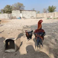 مرغ خروس لاری