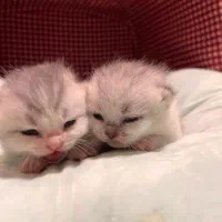 رزرو رزو گربه بریتیش سیلور گری