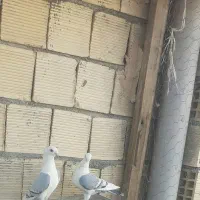 فروش کبوتر