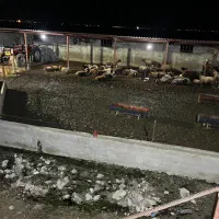 کارگر دامداری گوسفند