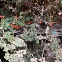 خانه ویلایی