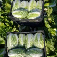 کاهو ایسبرگ دزفول نو بر|خدمات باغبانی و درختکاری|آستارا, |دیوار