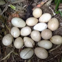 تخم بوقلمون تخم کبوتر تخم مرغ  عمده