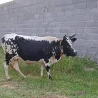 گاو چالوسی با گوساله ماده