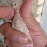 فنچ نرگسی شکلاتی