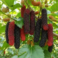 نهال توت موزی با کیفیت بالا و ارسال به سراسر کشور