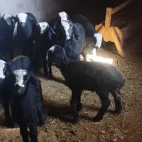 میش شالی|حیوانات مزرعه|قزوین, |دیوار